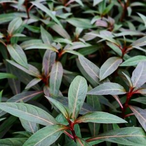 Ludwigia perennis 5 p