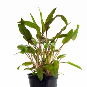 Cryptocoryne wendtii “Brown”