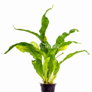 Microsorum pteropus ”Latifolia” XL