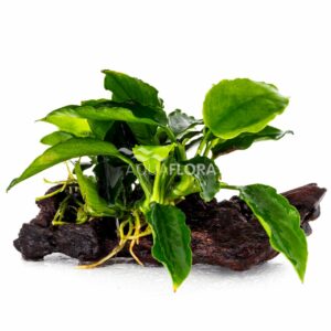 Anubias driftwood S (15-20cm)