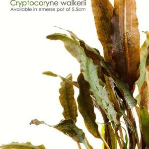 Cryptocoryne walkeri