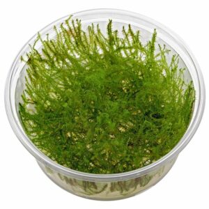 Leptodictyum riparium “stringy moss” VC