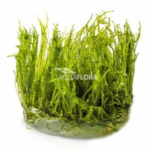 Taxiphyllum alternans “Taiwan moss” VC