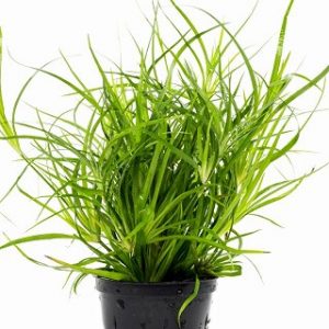 Juncus repens