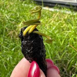 Nymphaea “Pygmaea Alba”