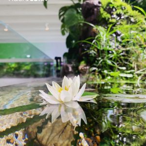 Nymphaea “Pygmaea Alba”