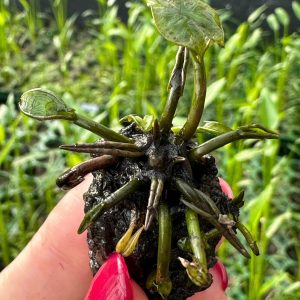 Nymphaea “Pygmaea Helvola”