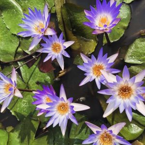 Nymphaea micrantha