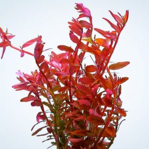 Rotala rotundifolia “Blood Red”