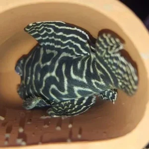 Cave Round Medium Brown