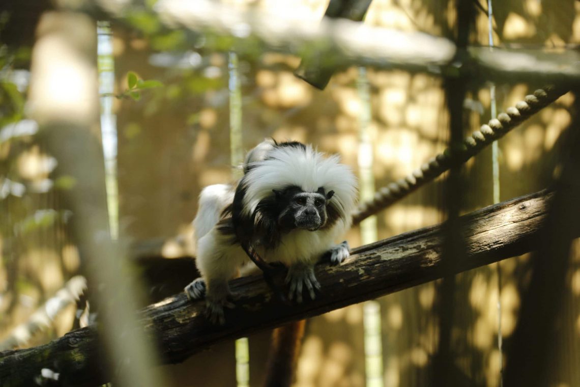 Découvrez le Tamarin Pinché en France