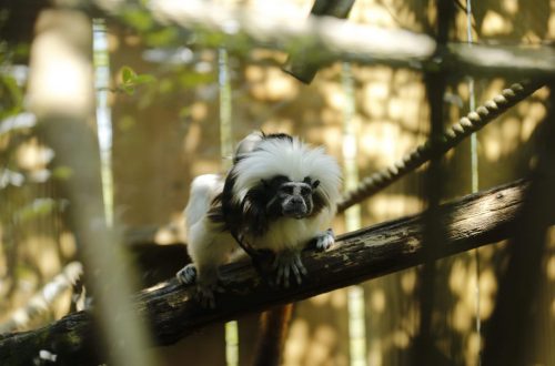 Découvrez le Tamarin Pinché en France