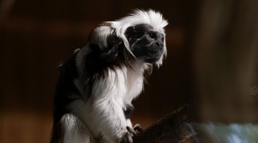 Découvrez le Tamarin Pinché en France