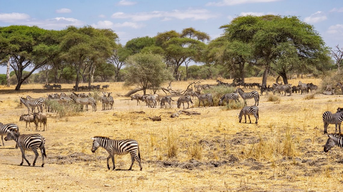 La Tanzanie, ce pays d'Afrique de l'Est aux paysages grandioses, offre des trésors naturels uniques qui ne manqueront pas de vous émerveiller. Voici cinq expériences à vivre lors d'un voyage en Tanzanie, placé sous le signe de la découverte de la nature.