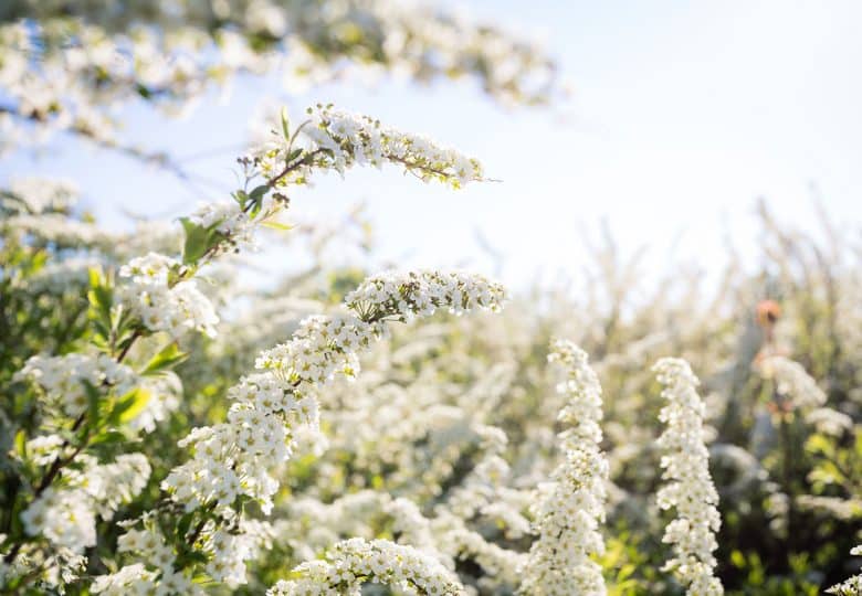 Hvite spirea blomster
