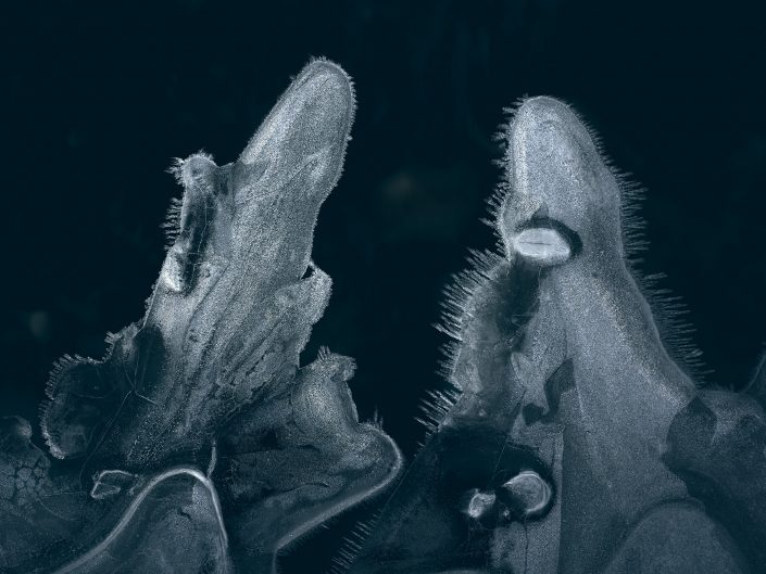 Some Kind of Monsters