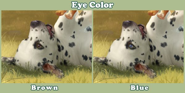 Dalmatian Eye Color