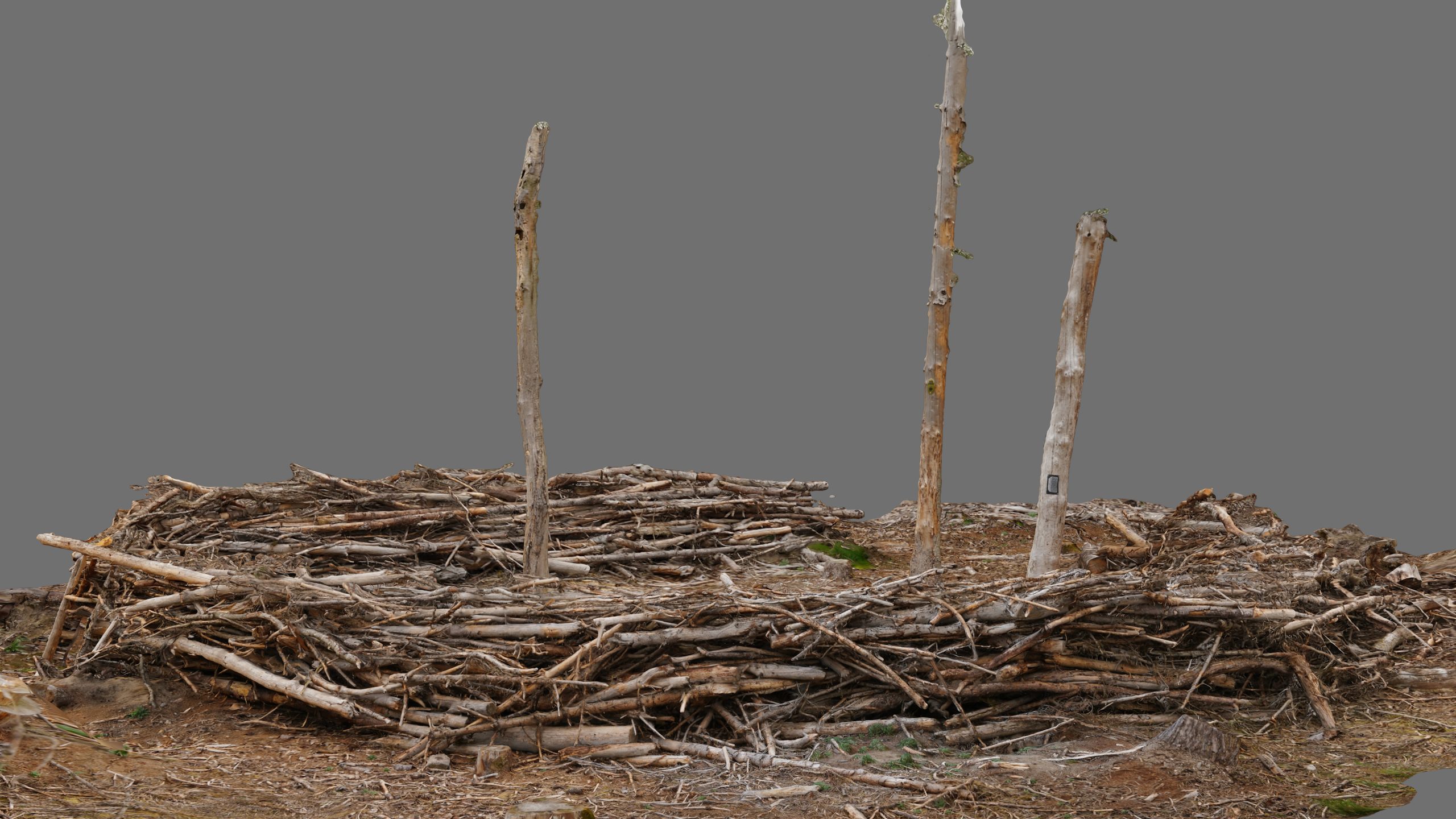 The Plot, Three Trees, photogrammetric model, May 2021. Alexandra Crouwers.