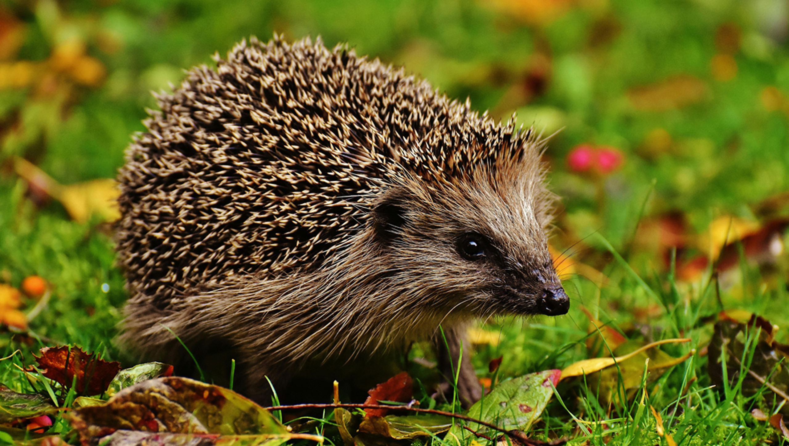 Egel ‘bijna’ met uitsterven bedreigd