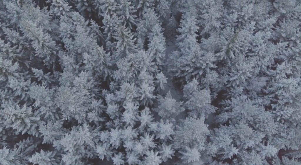 Drone, trees, snow, sne, winter, skov