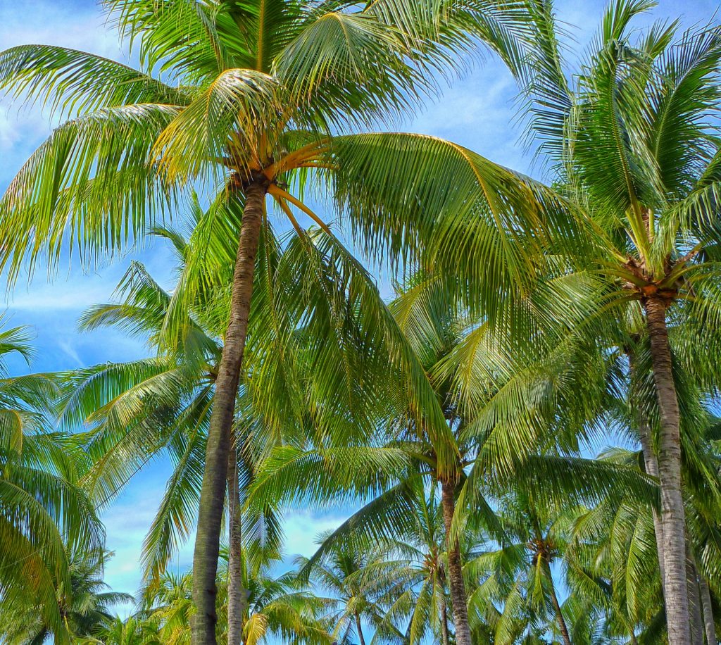 Palm Grove of Elche