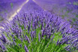 lavender-oil-alison-cassidy