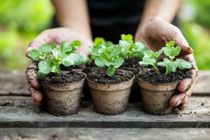 Jönköping Villamässa Trädgårdsmässa elmia