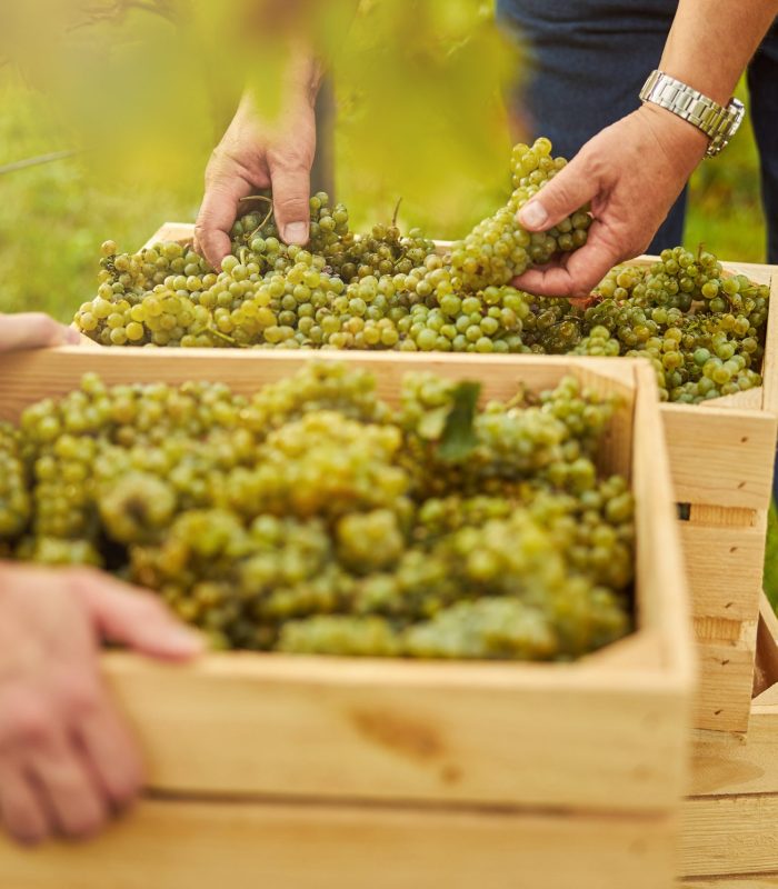 Cropped,Photo,Of,Hard-working,Vineyard,Staff,Putting,Ripe,Grape,Clusters