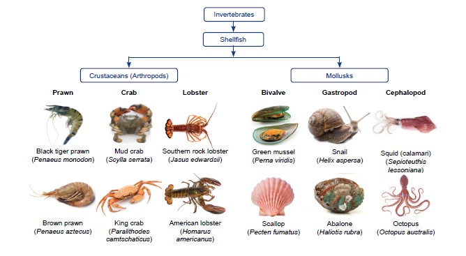 schaaldieren weekdieren allergie