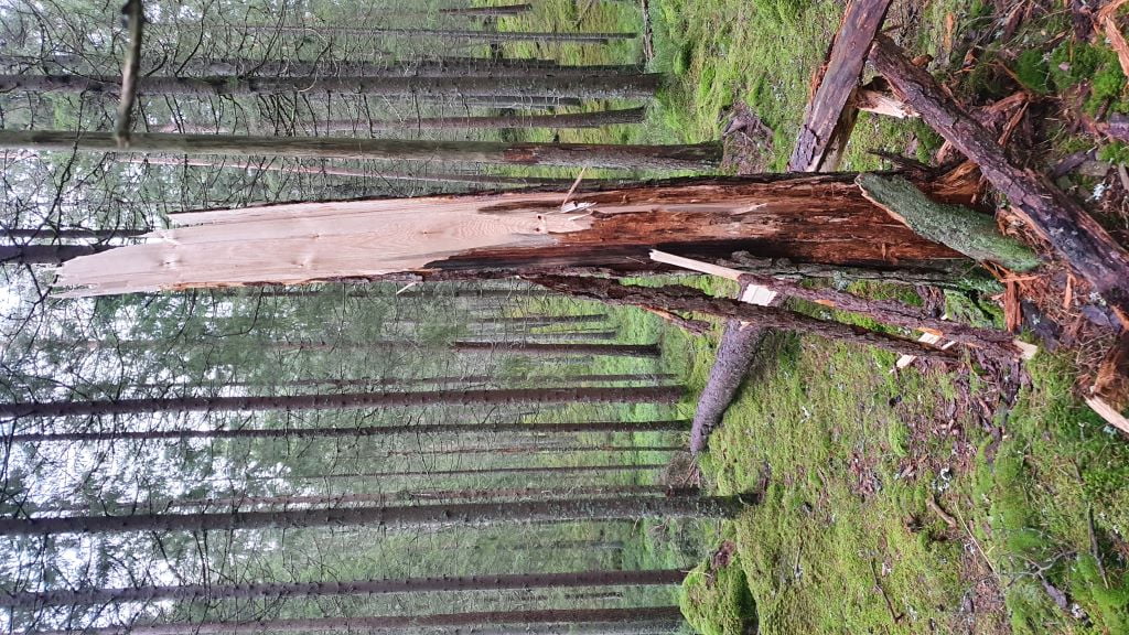 En gran som är skadad där barken börjat lossna har knäckts på mitten. grön fin skog i bakgrunden