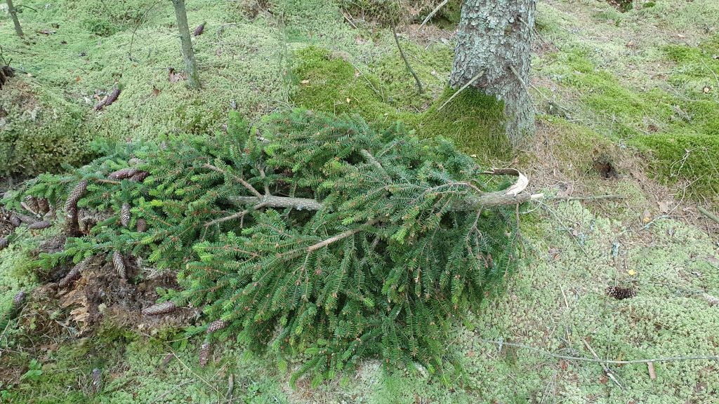 Nedblåst grantopp ett par meter lång full med kottar