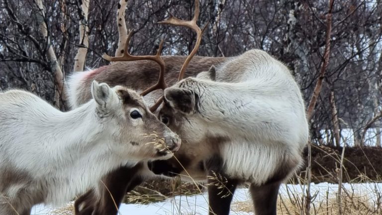 två renar, en vaja och en kalv ser ut som att de gosar med varandra