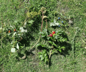 Ätbara växter på land