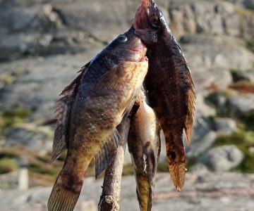 Tre nyfångade fiskar på en pinne