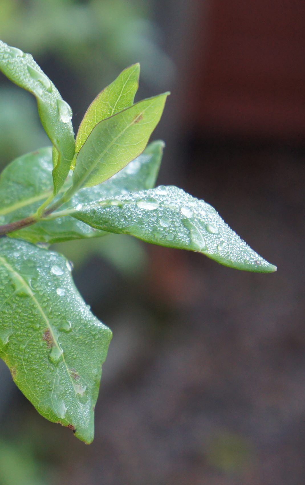 SONY DSC