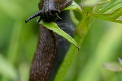 Hungrig snigel