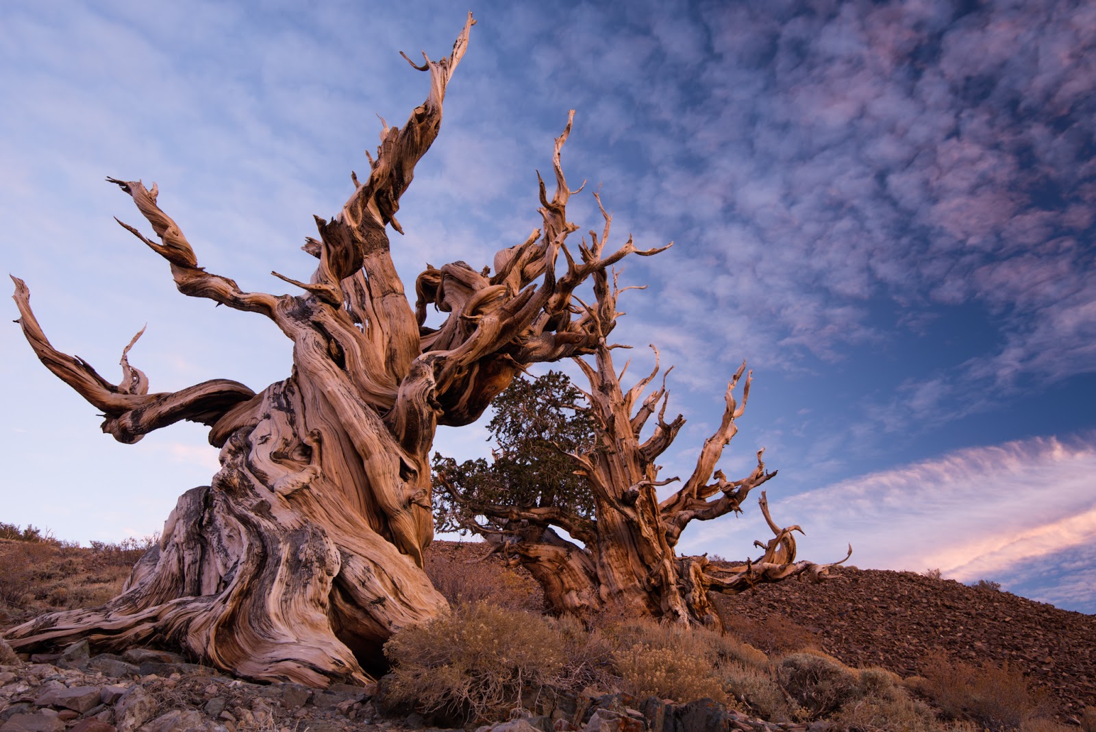 Top 10 Oldest Living Trees in the World All Top Everything