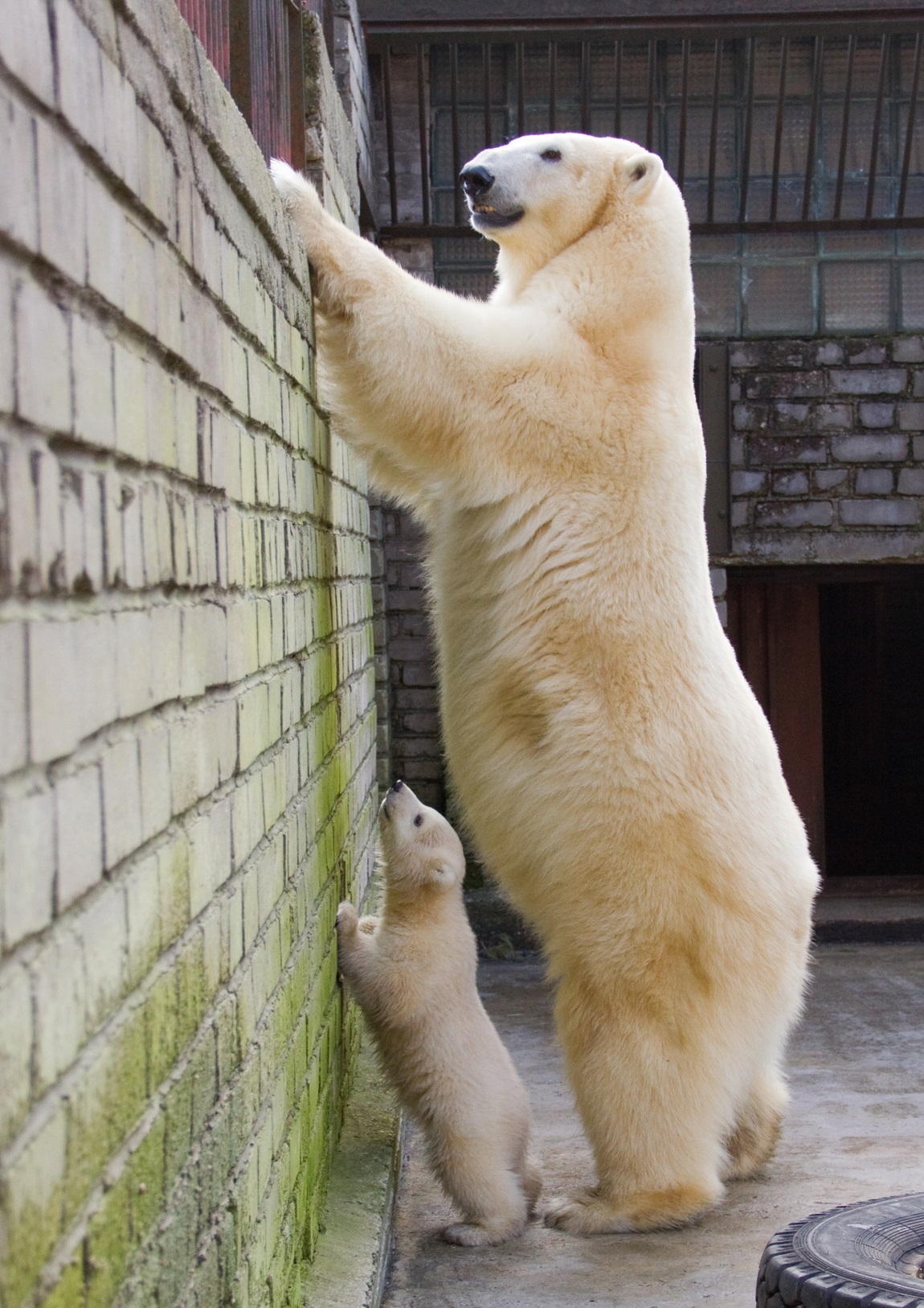 polar bear - tall animals list