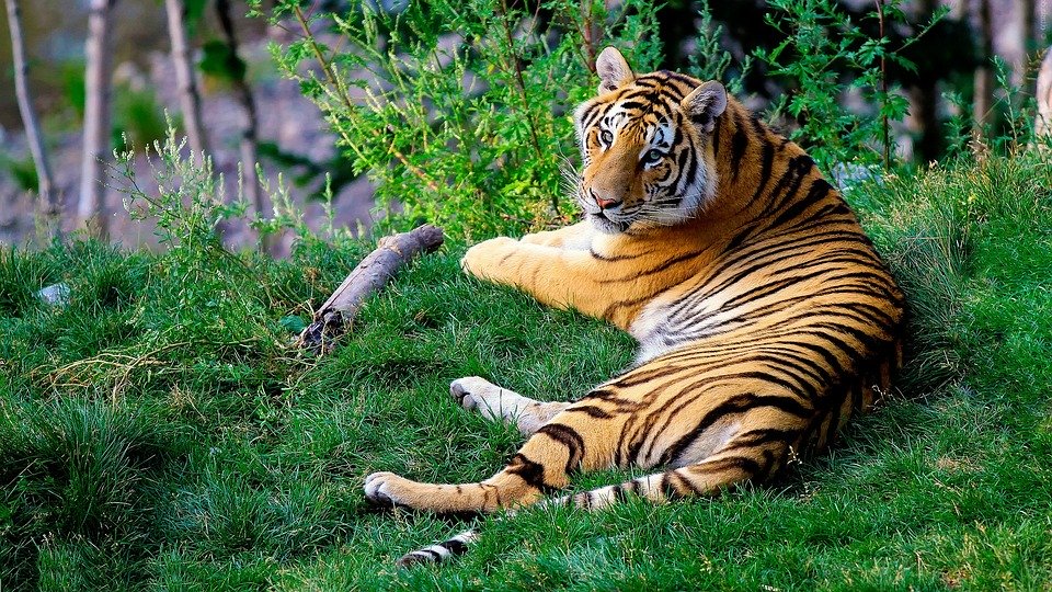 Bengal Tiger, Tiger, Tierwelt, Tier, Wild, Säugetier