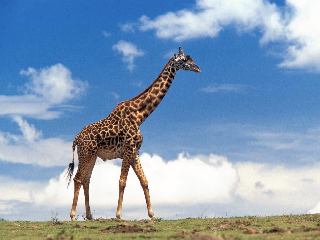 fattest giraffe in the world