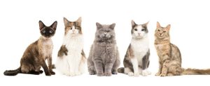 Top 10 Most Popular Cat Breeds in the World