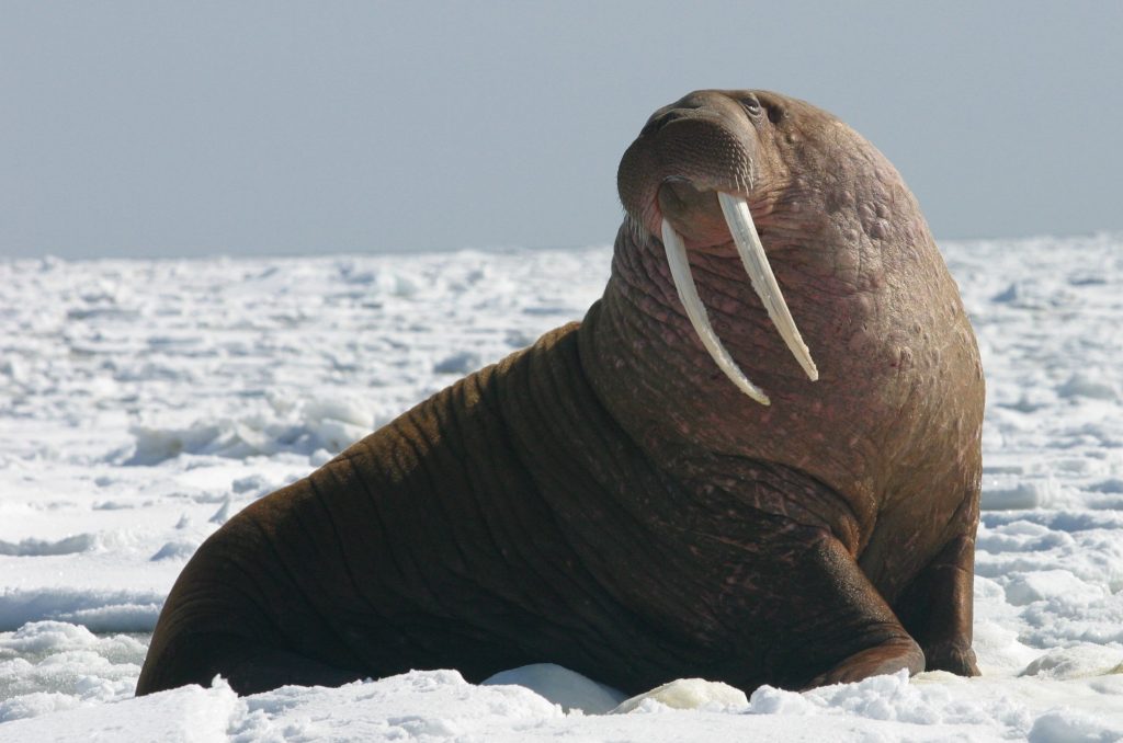 pacific walrus - heaviest animals