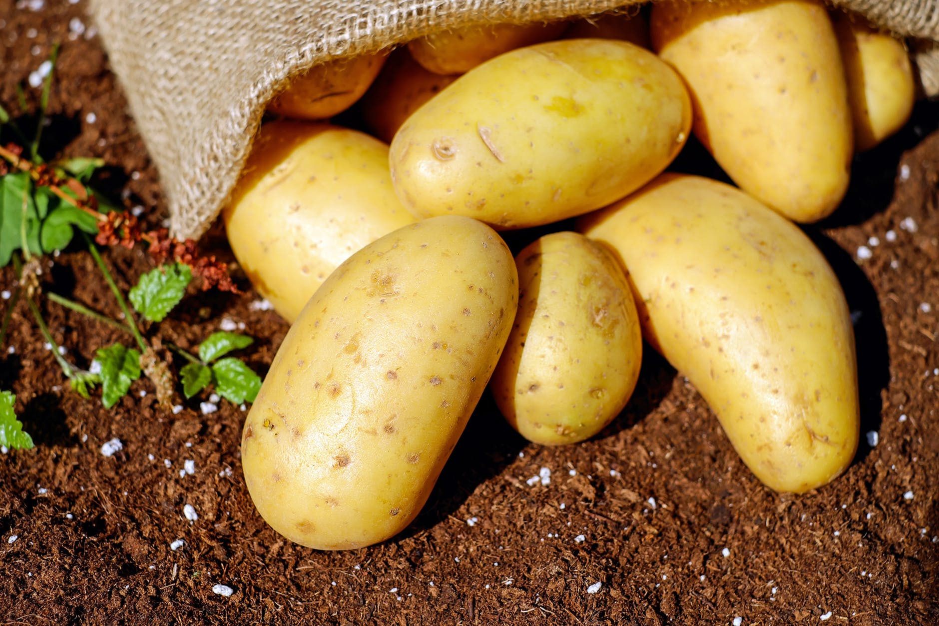 potatoes - most popular foods in the world
