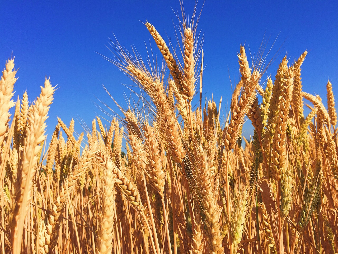 wheat - most popular foods in the world 