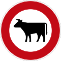 inek sürüsü yasağı