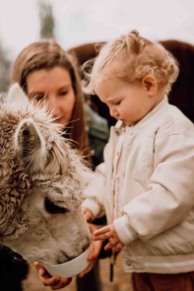 meet feed greet alpaca