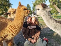 Alpaca-hygge