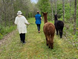 Gåtur med alpaca - alpaca-walk