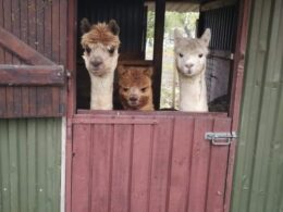 Alpaca-intro-kursus