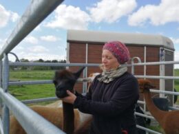 Individuelt håndterings-kursus, Alpaca